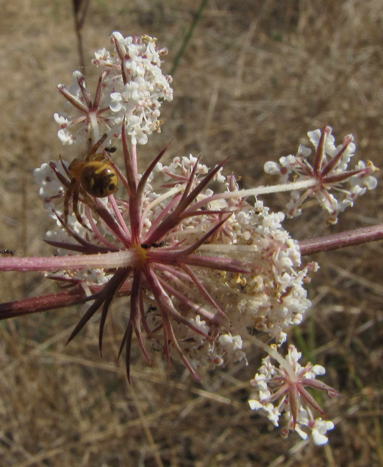 Synema globosum